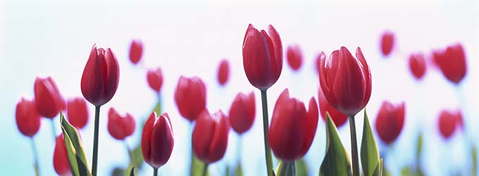 tulips_may